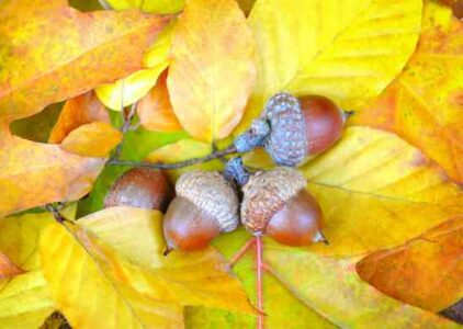 Cooking With Acorn Masa Image